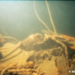 Aft Torpedo Rm 2
