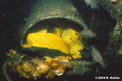 Life-raft-2