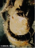 Schnorkel-Head